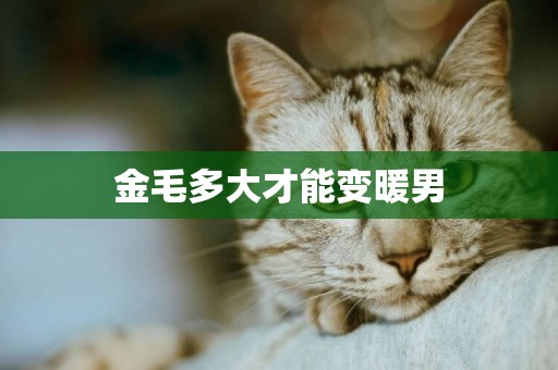 金毛多大才能變暖男