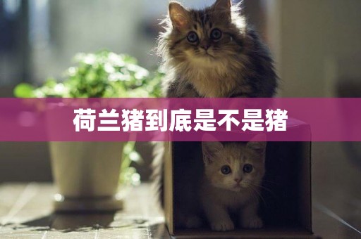 荷蘭豬到底是不是豬