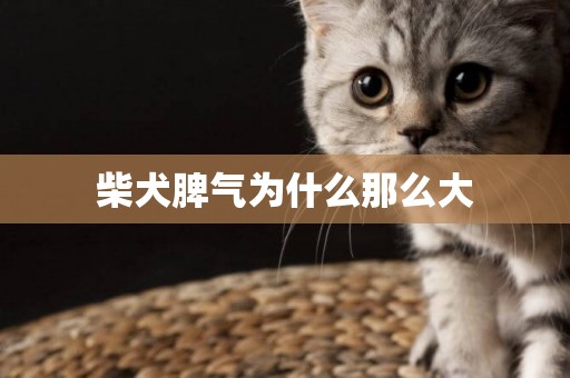柴犬脾氣為什么那么大
