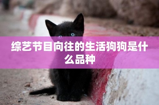 綜藝節目向往的生活狗狗是什么品種