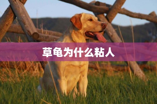草龜為什么粘人