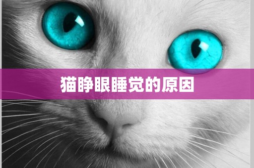 貓睜眼睡覺的原因