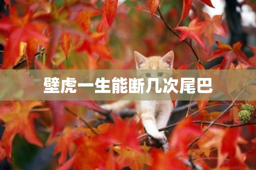 壁虎一生能斷幾次尾巴