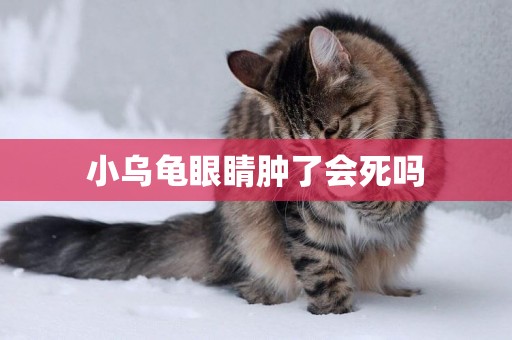 小烏龜眼睛腫了會死嗎