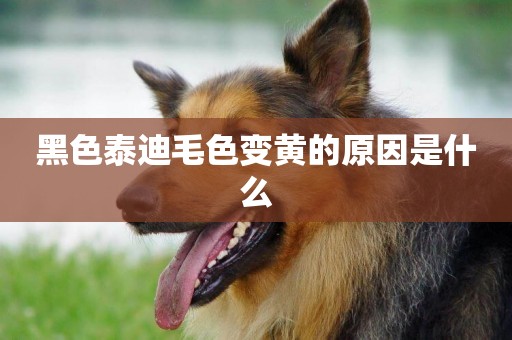 黑色泰迪毛色變黃的原因是什么