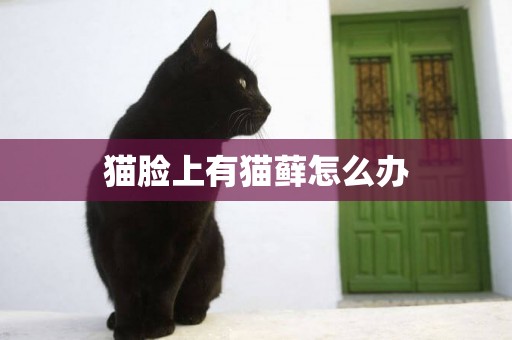 貓臉上有貓蘚怎么辦