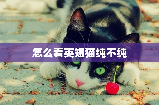 怎么看英短貓純不純