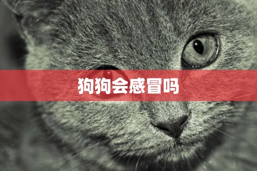 狗狗會感冒嗎