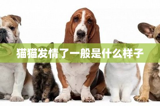 貓貓發情了一般是什么樣子
