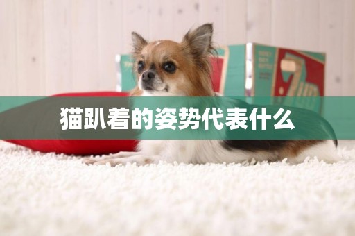 貓趴著的姿勢代表什么