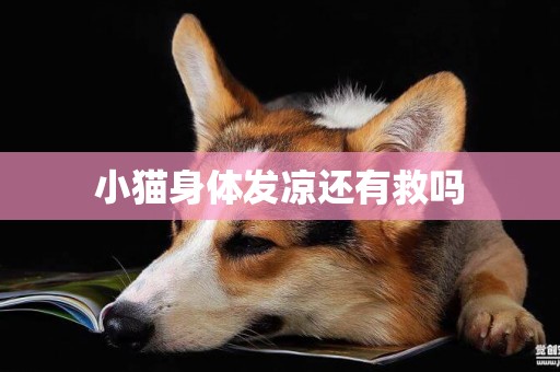 小貓身體發涼還有救嗎