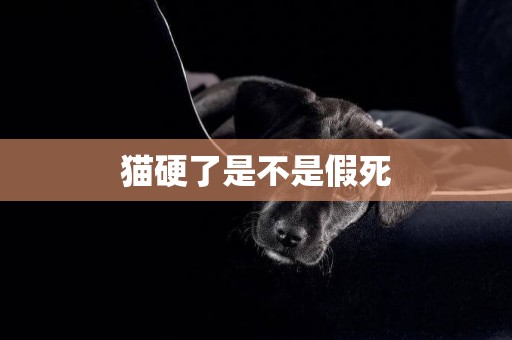 貓硬了是不是假死