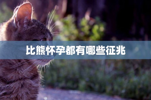 比熊懷孕都有哪些征兆