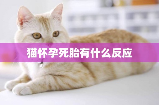 貓懷孕死胎有什么反應