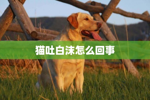 貓吐白沫怎么回事