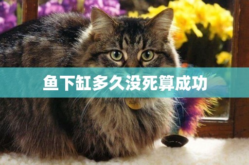 魚下缸多久沒死算成功