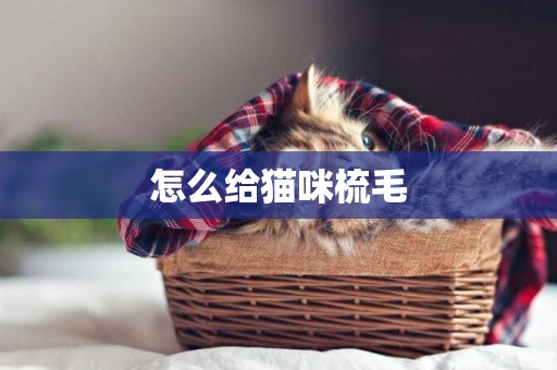 怎么給貓咪梳毛