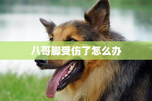 八哥腳受傷了怎么辦
