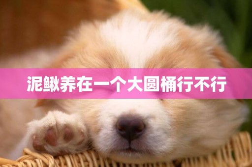泥鰍養在一個大圓桶行不行
