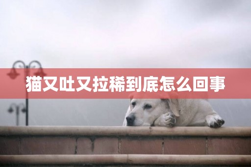 貓又吐又拉稀到底怎么回事