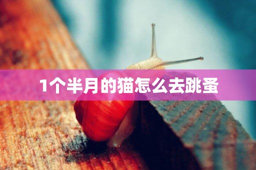 1個半月的貓怎么去跳蚤