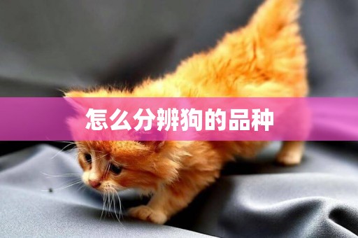 怎么分辨狗的品種