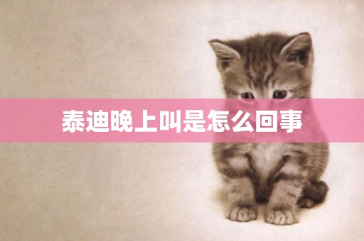 泰迪晚上叫是怎么回事