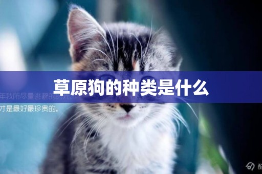 草原狗的種類是什么