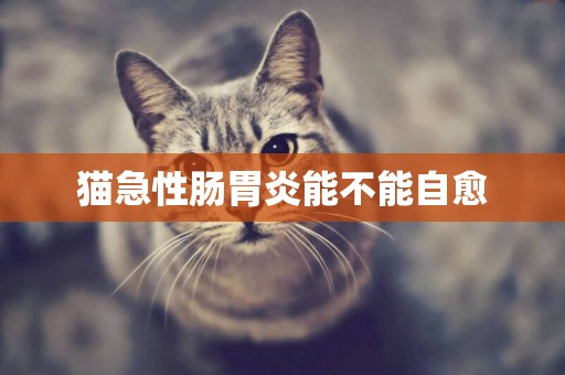 貓急性腸胃炎能不能自愈