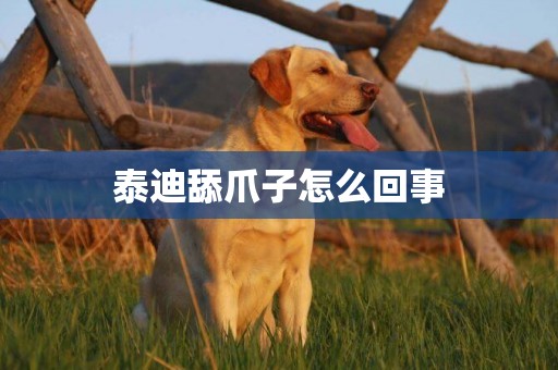 泰迪舔爪子怎么回事