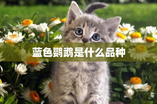 藍色鸚鵡是什么品種
