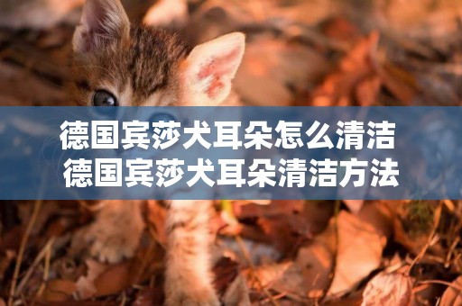德國賓莎犬耳朵怎么清潔 德國賓莎犬耳朵清潔方法