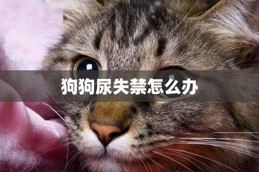 狗狗尿失禁怎么辦
