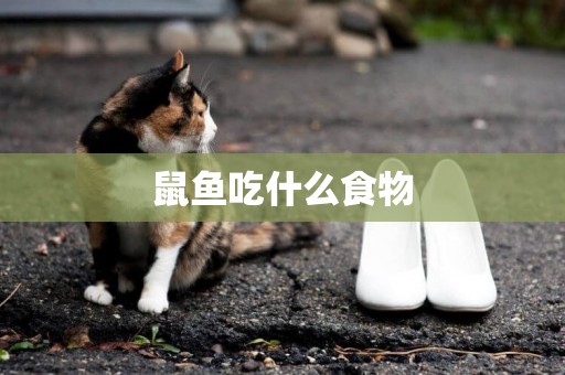 鼠魚吃什么食物