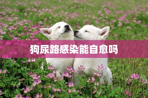 狗尿路感染能自愈嗎