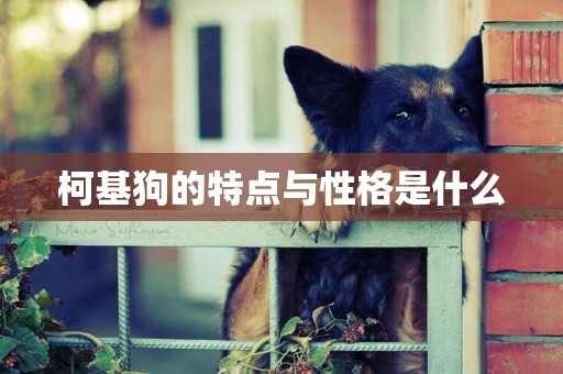 柯基狗的特點與性格是什么