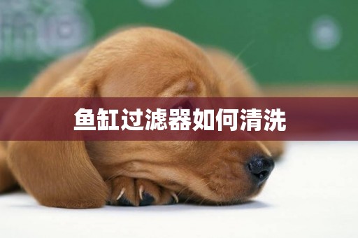 魚缸過濾器如何清洗