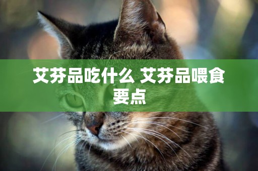艾芬品吃什么 艾芬品喂食要點