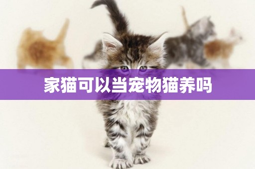 家貓可以當寵物貓養嗎