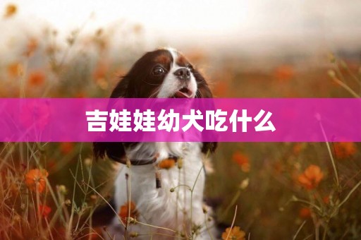 吉娃娃幼犬吃什么