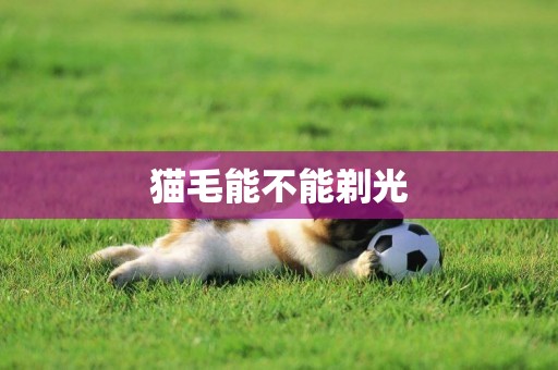 貓毛能不能剃光