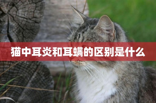 貓中耳炎和耳螨的區別是什么