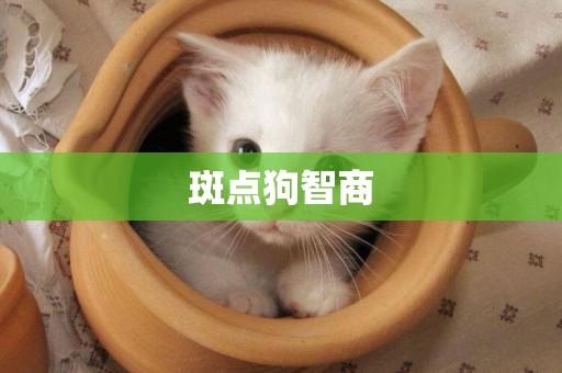斑點狗智商