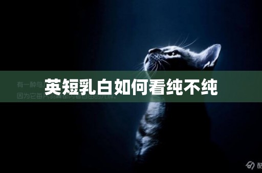 英短乳白如何看純不純