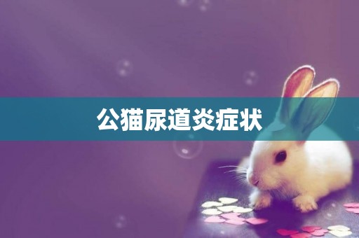 公貓尿道炎癥狀