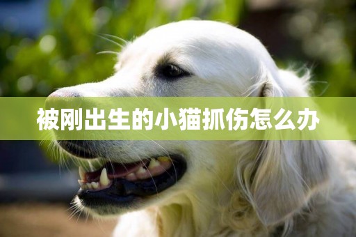 被剛出生的小貓抓傷怎么辦