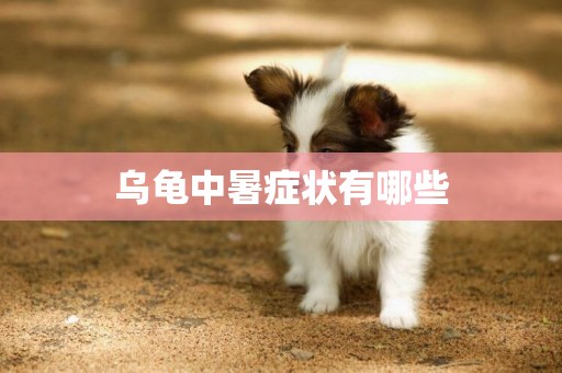 烏龜中暑癥狀有哪些