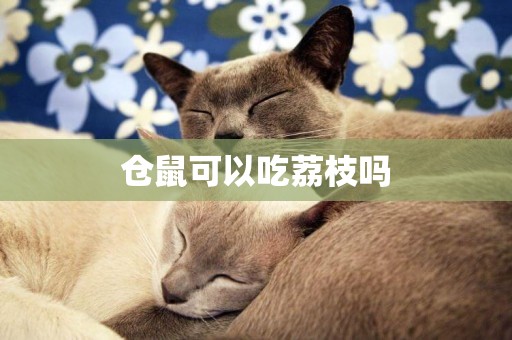 倉鼠可以吃荔枝嗎