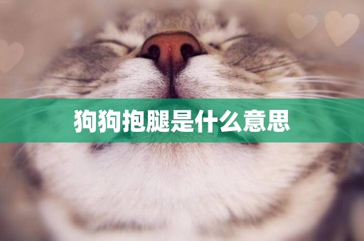 狗狗抱腿是什么意思