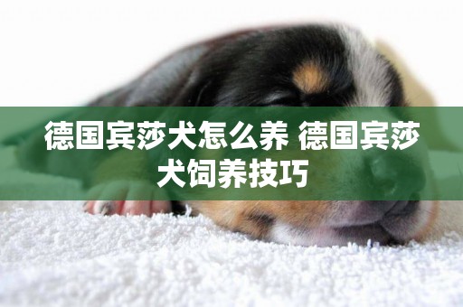 德國賓莎犬怎么養 德國賓莎犬飼養技巧